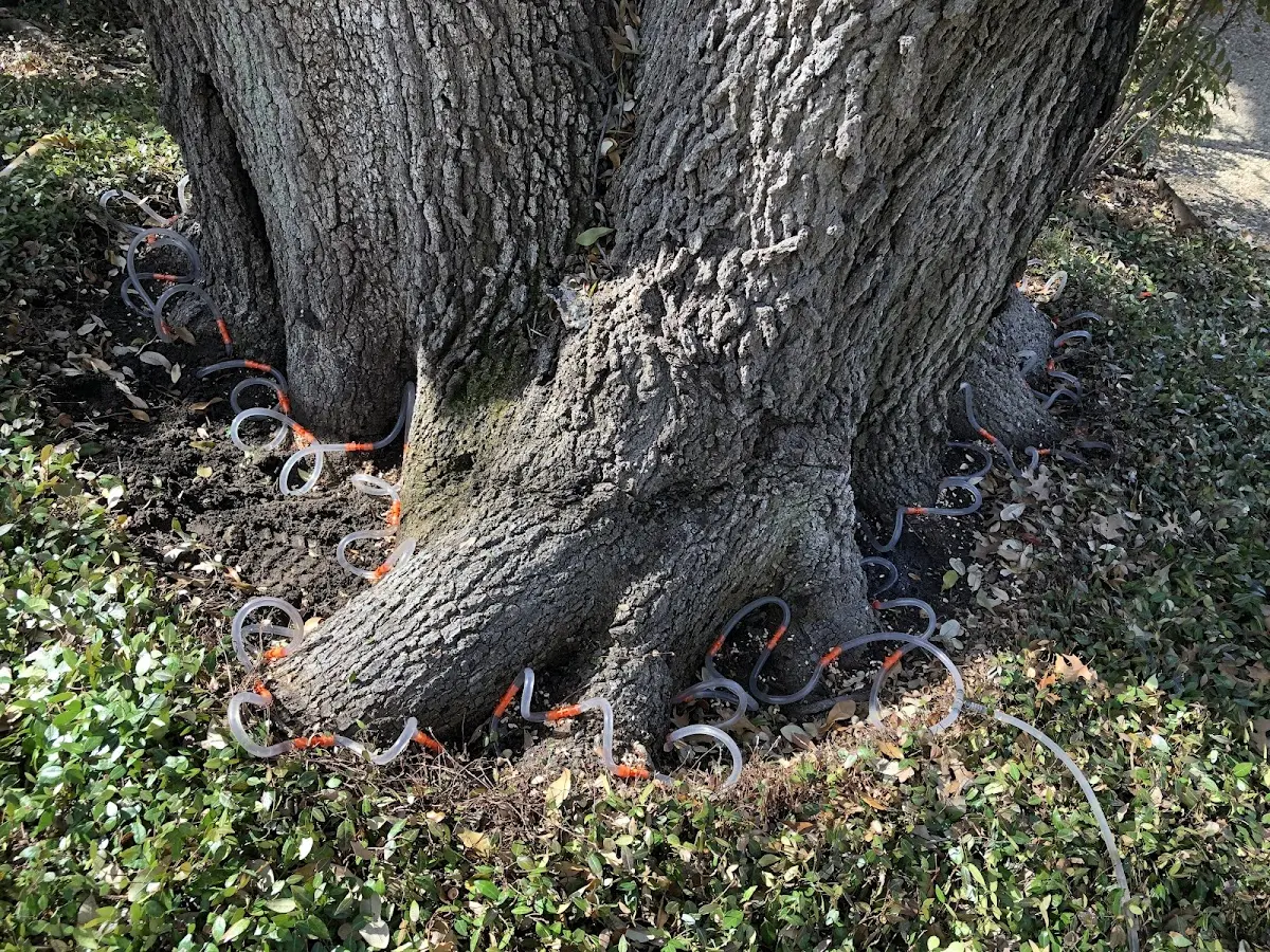 Detailed Tree Cabling and Bracing job site in Hanley Falls