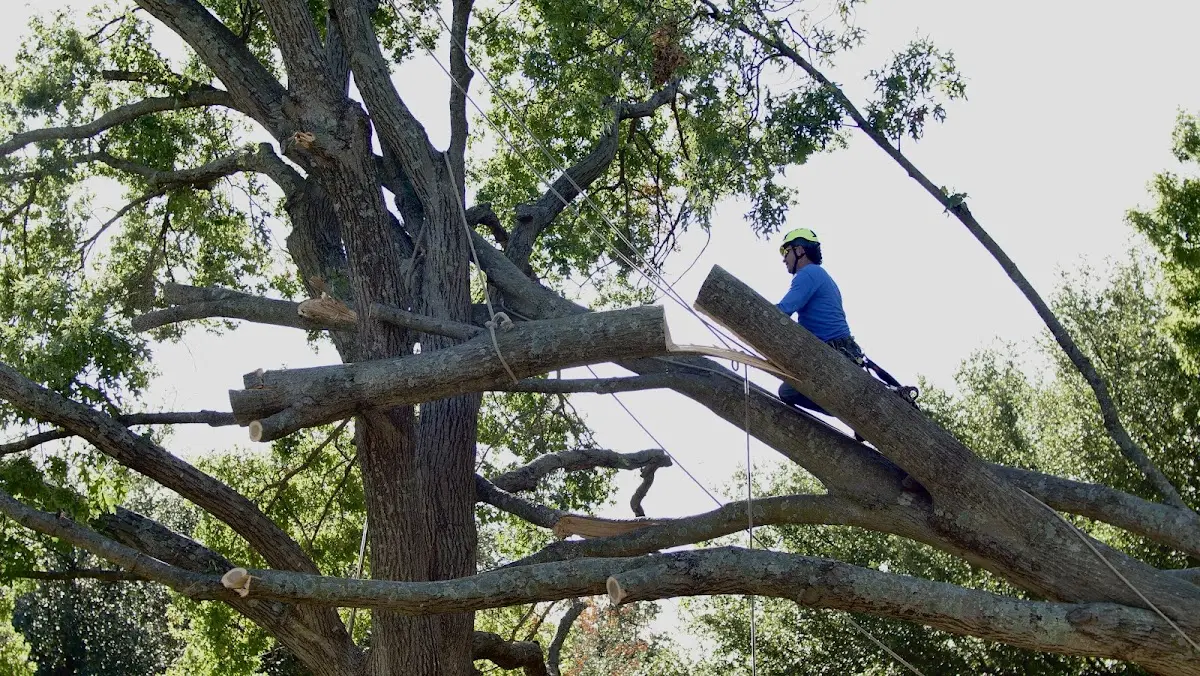 Professional Crown Thinning performed by certified arborists in Hanley Falls
